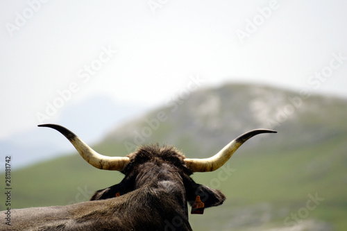 Cantabrian Cow, seen from behind