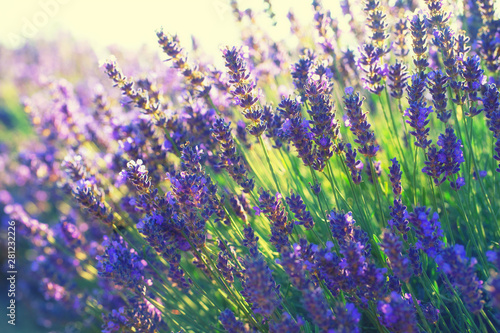 Lavender blooms in summer in the field