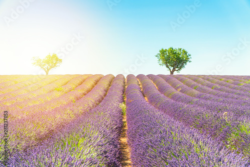 Lavender field at sunset, lonely trees in background