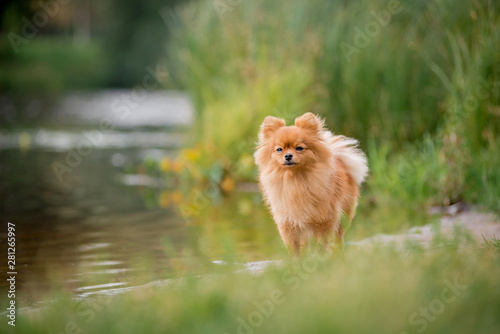 The little red-haired dog breed Spitz fall is on the lake