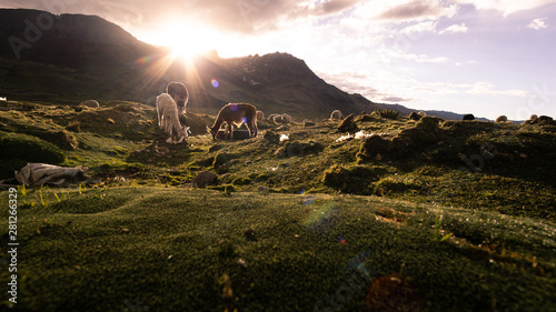 Campo de alpacas y llamas en Astobamba, Perú