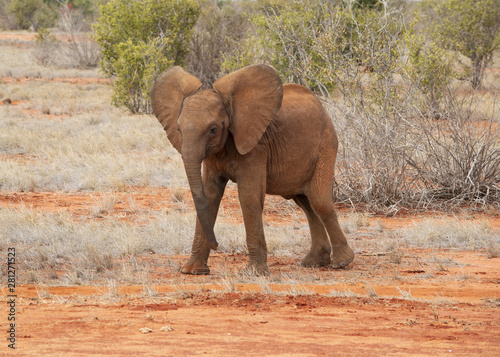 piccolo di elefante