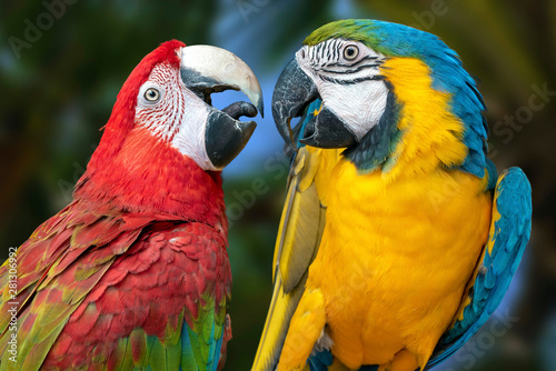 The parrots love each other