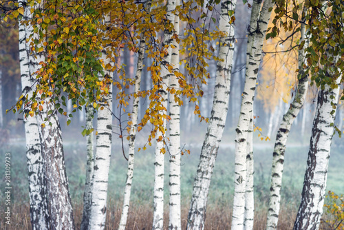 Row of birch trees with yellow leaves in the fog. Selective focus.