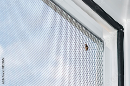 A fly trying to get through the mosquito net