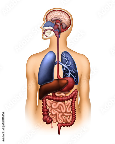 The human digestive and respiratory system and the brain