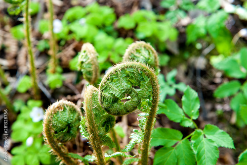 Young fern shoots .spring season, summer time.Soft selective focus