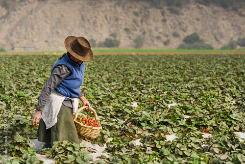 A woman harvesting strawfields in a field