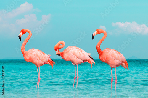 Vintage and retro collage photo of flamingos standing in clear blue sea with sunny sky summer season with cloud.