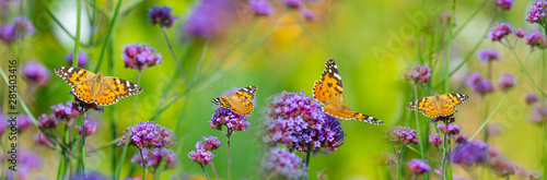 The panoramic view the garden flowers and butterflies Vanessa cardui