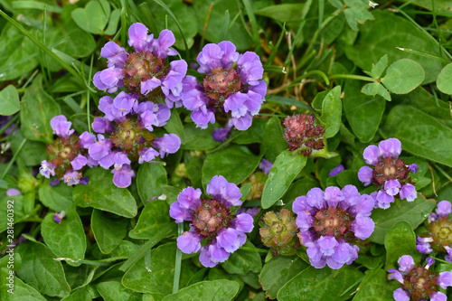 Gemeine Braunelle, Prunella vulgaris