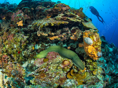 Tauchen in Curacao