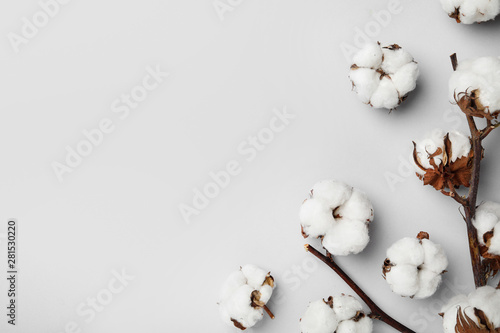 Flat lay composition with cotton flowers on light grey background. Space for text