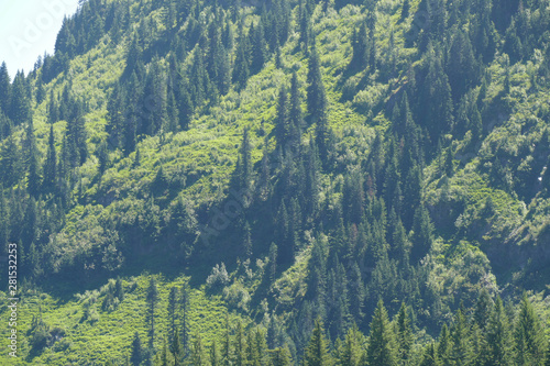 Green conifer forest on steep hillside