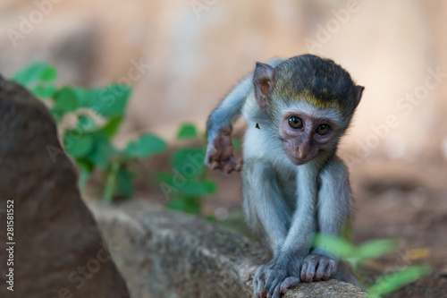 A little funny monkey is playing on the floor or on the tree