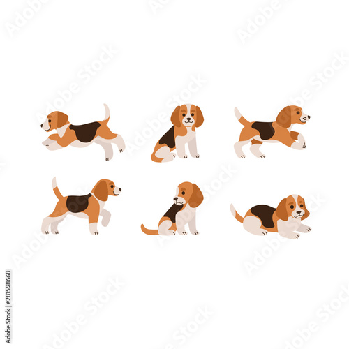 Beagle icon set. Different type of beagle dog. Vector illustration for prints, clothing, packaging, stickers, stickers.