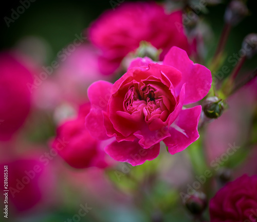 Bright Pink Rambler Roses