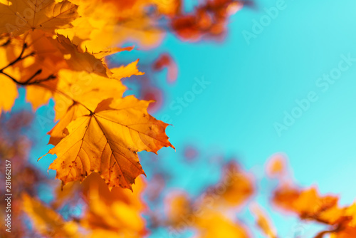 Golden autumn concept with copy space. Sunny day, warm weather. Autumn yellow leaves on blue sky background.