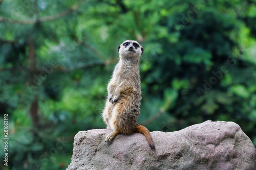 Cute meerkat looks for dangers