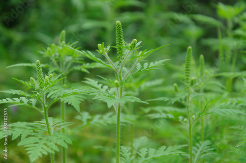 Ambrosia is a source of allergies. Blooming ragweed in nature.
