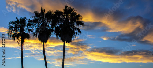Palm Trees Sunset