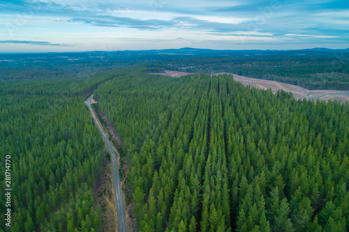Aerial view of rural road passing through rows of pine trees plantation in Melbourne, Australia