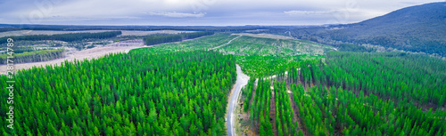 Aerial panorama of pine trees plantation in Melbourne, Australia