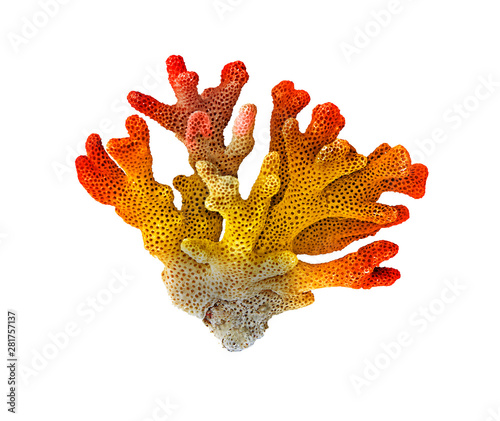 coral isolated on white background