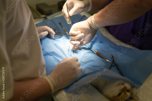 Vet doing the operation for sterilization. The cat on the operating table in a veterinary clinic. Cat in a veterinary surgery , the uterus and ovaries of a cat during surgery.