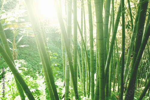 Bamboo grove forest. Underwood view. Exotic tropical nature