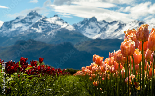 Tulip fields in Patagonia Argentina with mountains background