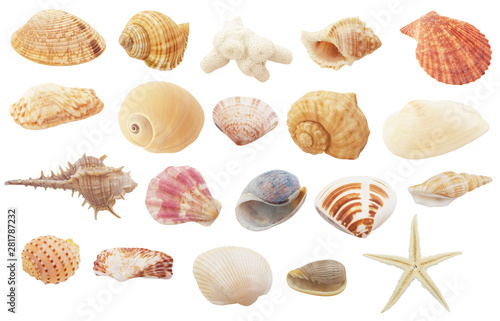 Different seashells, coral and starfish isolated on white background