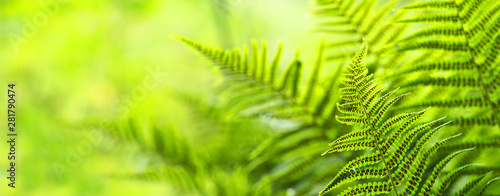 Beautiful ferns leaves, green foliage natural, floral fern background. Polypodiophyta, panoramic view, sunlight