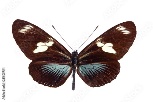 Heliconius butterfly