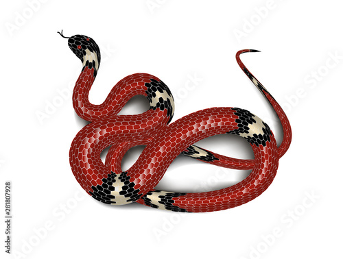 Red snake adder isolated on white background. Vector illustration.