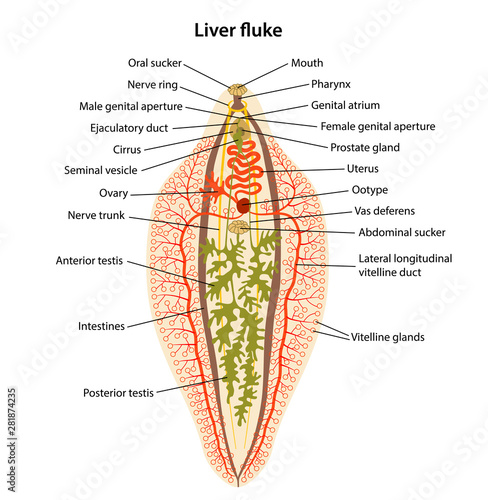 Fasciola hepatica. Internal structure of Liver fluke with corresponding designations. Vector illustration in flat style isolated over white background.