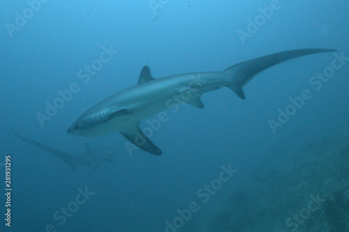 2 rare thresher sharks swimming close to each other in Malapascua Philippines, one of a handful of places in the world where you have a chance to see them