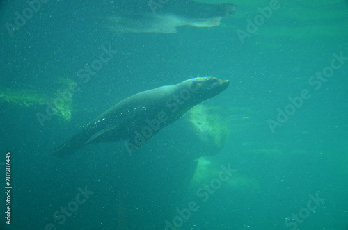 Harbor seal (Phoca vitulina)