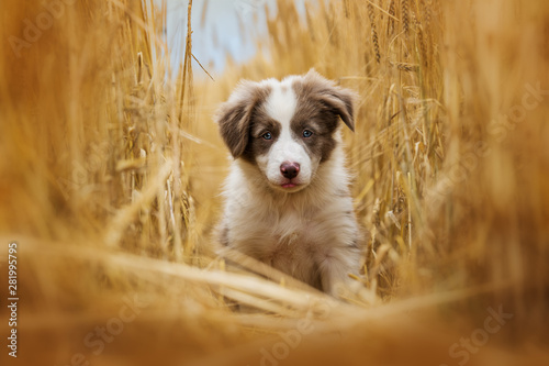 Border collie puppy sitting in a stubblefield