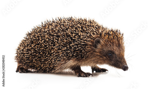 One hedgehog isolated.