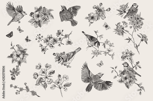 Classis vintage illustration. Blossom garden with tits. Birds and flowers. Set. Black and white