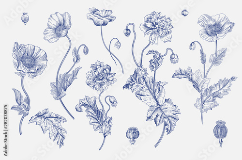 Vintage vector botanical illustration. Set. Poppies. Blue and white
