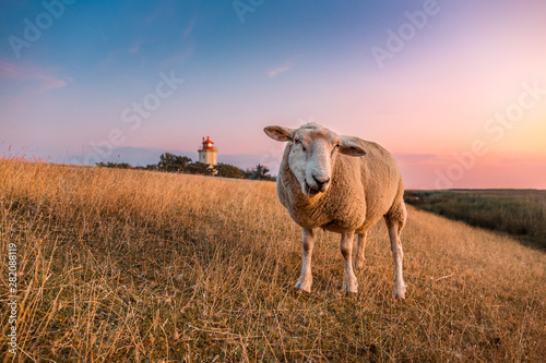 Sheeps in front of the lighthouse Westermarkelsdorf on the island Fehmarn