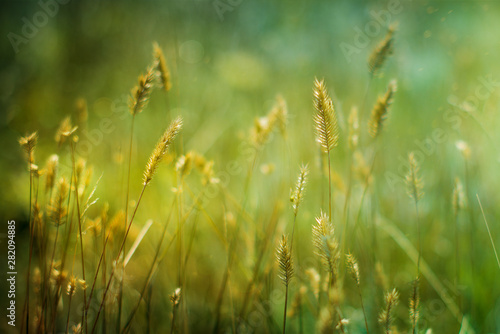 Green grass on a blurred background.