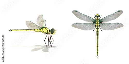 Dragonfly side top vector on white background,Isolated.