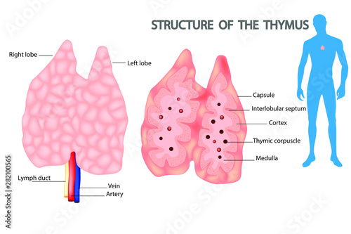 The thymus is a specialized primary lymphoid organ of the immune system. Structure of the thymus.