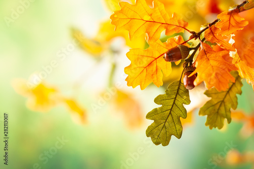 Autumn yellow leaves of oak tree in autumn park. Fall background with leaves. Beautiful autumn landscape.