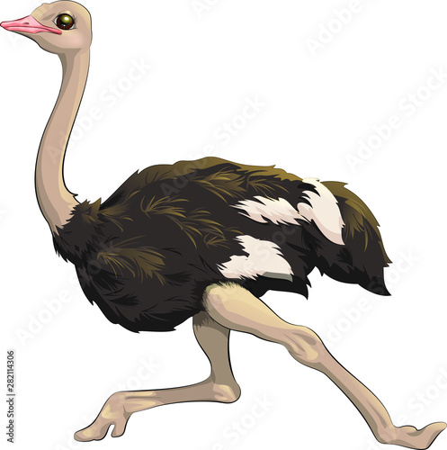 Vector illustration ostrich fast running. In cartoon style. Clipart isolated on white background