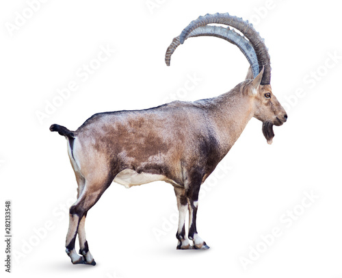 Alpine Ibex isolated on white background, Young alpine ibex male on the top of the mountain isolated on white background