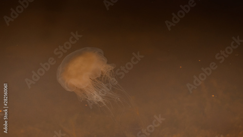 Meduza u wybrzeży norwegii